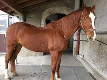 Pain And Inflammation Relief Acu Life Patches For Horses